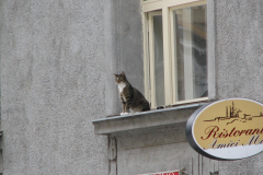 IMG_0712_copy