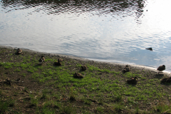 IMG_0734_copy